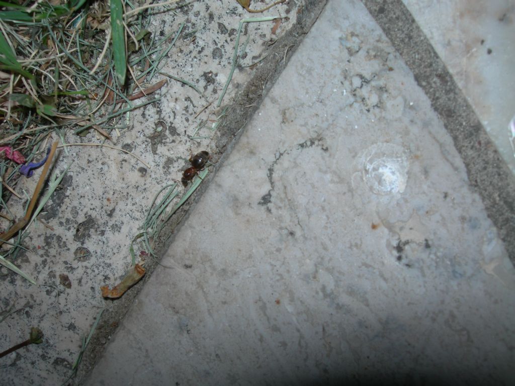 Formica regina da id.